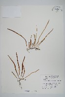 擬芨瓦葦藏品圖，第1張