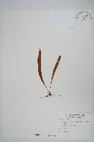 瓦葦藏品圖，第1張