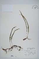 擬烏蘇里瓦葦藏品圖，第1張