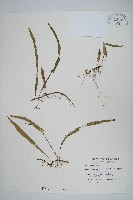 擬烏蘇里瓦葦藏品圖，第1張