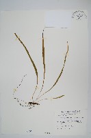 擬烏蘇里瓦葦藏品圖，第1張