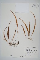 擬烏蘇里瓦葦藏品圖，第1張