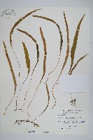 擬烏蘇里瓦葦藏品圖，第1張