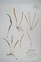 擬烏蘇里瓦葦藏品圖，第1張