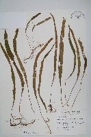 擬烏蘇里瓦葦藏品圖，第1張