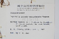 擬烏蘇里瓦葦藏品圖，第2張