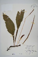 萊蕨藏品圖，第1張