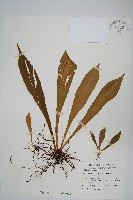 台灣劍蕨藏品圖，第1張