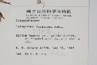 台灣劍蕨藏品圖，第2張