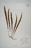 長柄劍蕨藏品圖，第1張