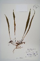 長柄劍蕨藏品圖，第1張