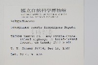 長柄劍蕨藏品圖，第2張