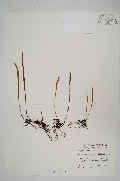 長柄劍蕨藏品圖，第1張