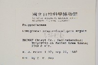 長柄劍蕨藏品圖，第2張