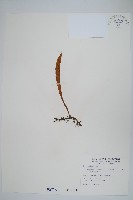 柳葉劍蕨藏品圖，第1張
