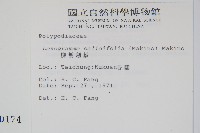 柳葉劍蕨藏品圖，第2張
