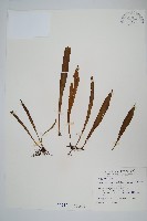 柳葉劍蕨藏品圖，第1張