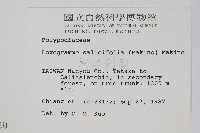 柳葉劍蕨藏品圖，第2張