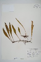 柳葉劍蕨藏品圖，第1張