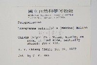 柳葉劍蕨藏品圖，第2張