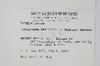 柳葉劍蕨藏品圖，第2張