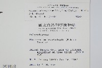 波氏星蕨藏品圖，第2張