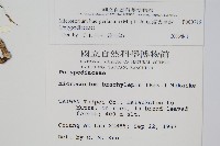 波氏星蕨藏品圖，第2張