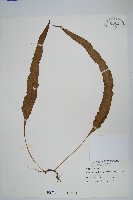 波氏星蕨藏品圖，第1張