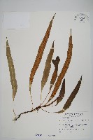 波氏星蕨藏品圖，第1張