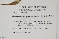 波氏星蕨藏品圖，第2張