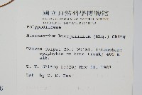 波氏星蕨藏品圖，第2張