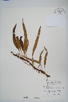 波氏星蕨藏品圖，第1張