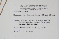 波氏星蕨藏品圖，第2張