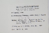 波氏星蕨藏品圖，第2張