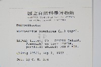 星蕨藏品圖，第2張