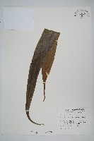 星蕨藏品圖，第1張