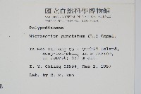 星蕨藏品圖，第2張