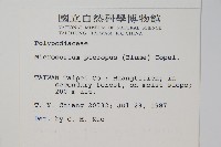 三叉葉星蕨藏品圖，第2張