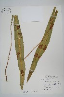 大星蕨藏品圖，第1張