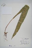 大星蕨藏品圖，第1張