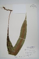 大星蕨藏品圖，第1張