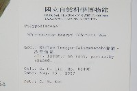 大星蕨藏品圖，第2張