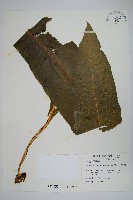 膜葉星蕨藏品圖，第1張