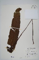 扇蕨藏品圖，第1張