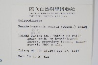 扇蕨藏品圖，第2張