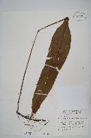 扇蕨藏品圖，第1張