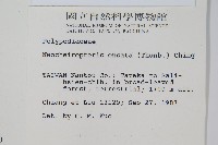 扇蕨藏品圖，第2張