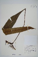 扇蕨藏品圖，第1張