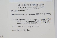 扇蕨藏品圖，第2張