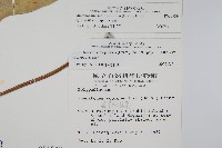 海岸星蕨藏品圖，第2張